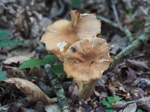 Provinciaal Domein Lippensgoed-Bulskampveld (België)